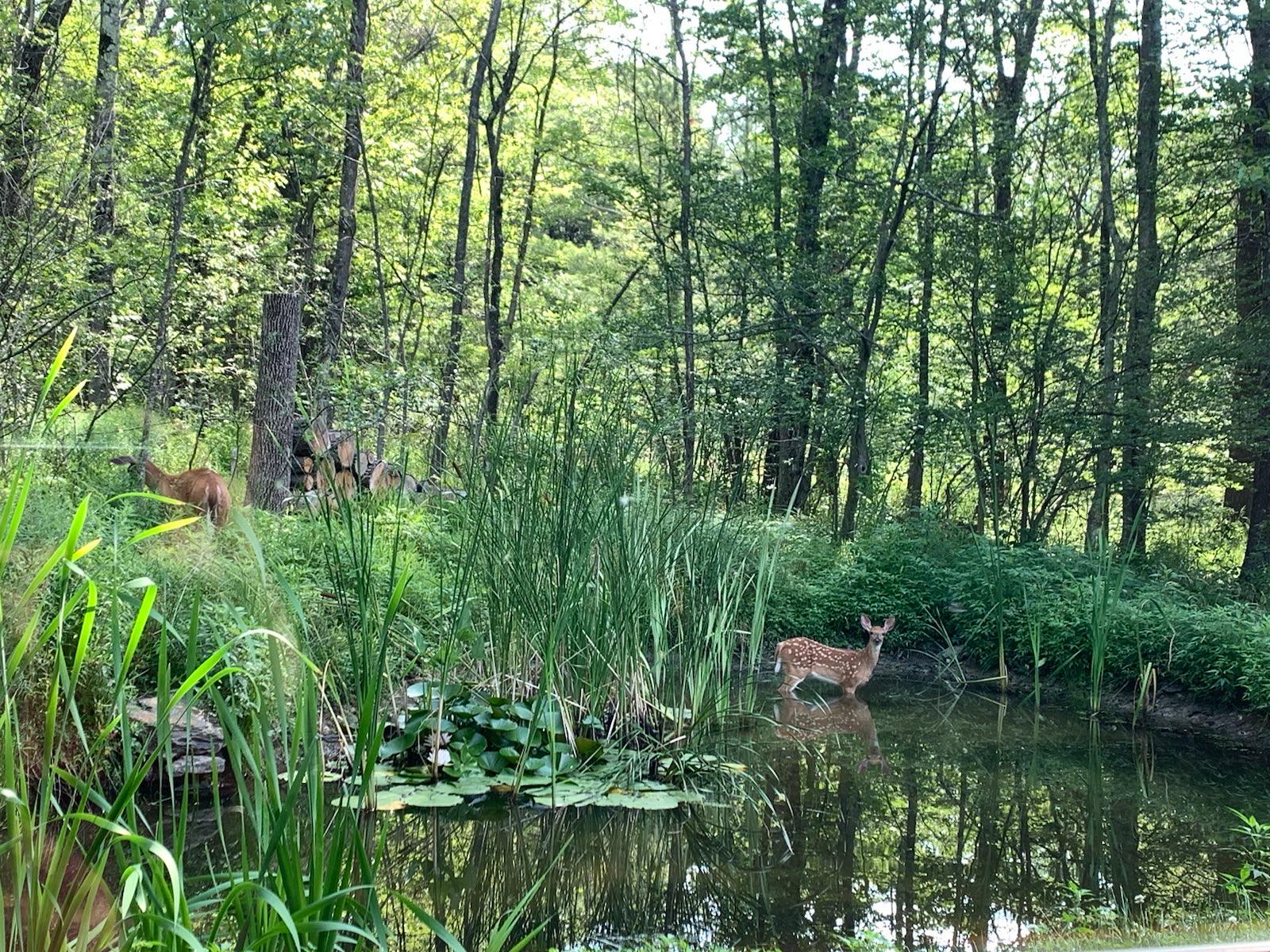 A family of deer swings by sometimes twice daily to drink from the pond and graze