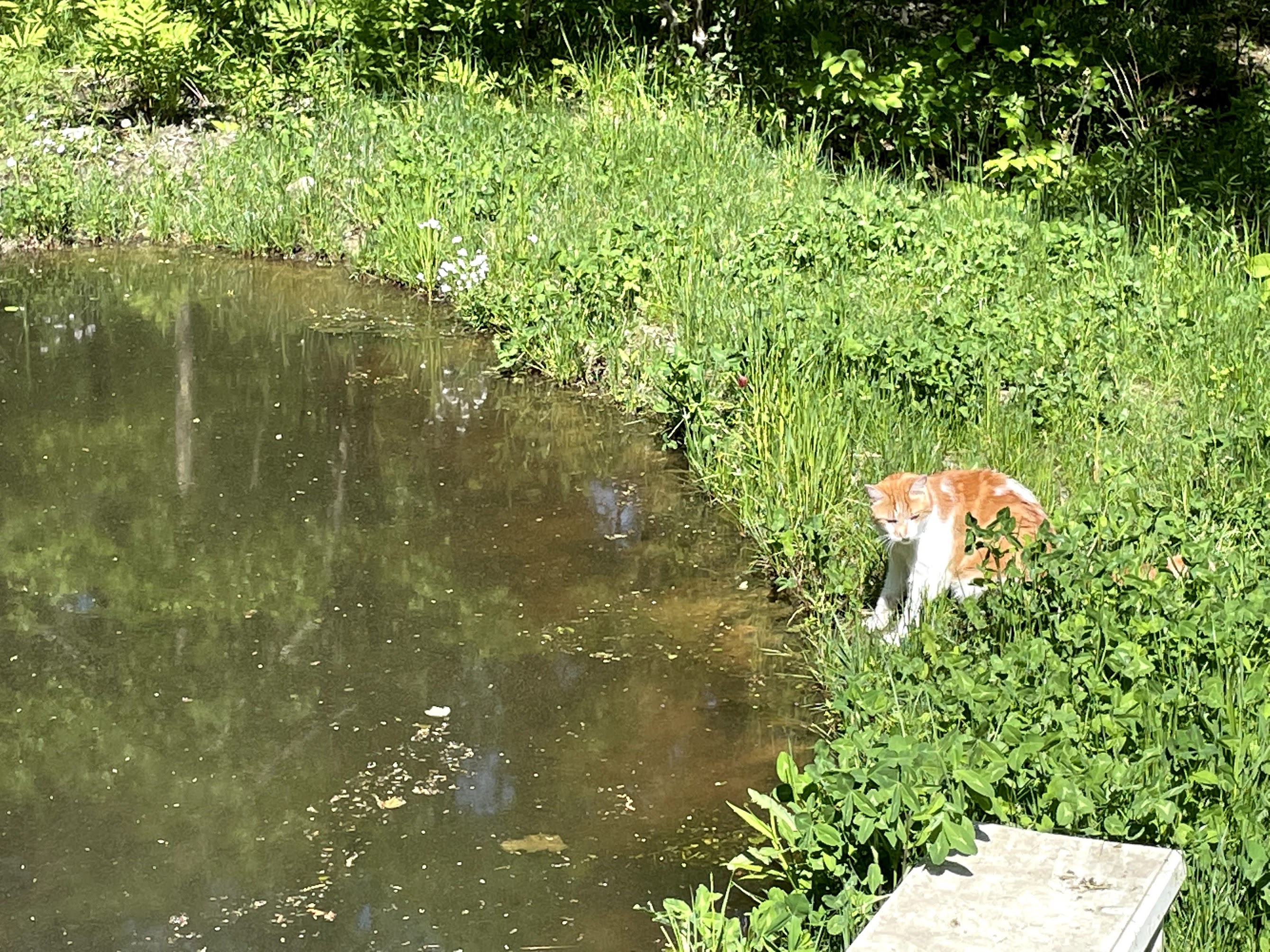 One of our cats, Findus, sitting on the shore of our little pond